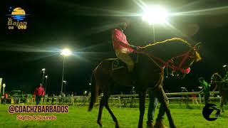 Boxing day Horse Racing in Barbados [upl. by Orly]