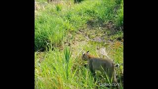 The BOBCAT PROWLS the Waterhole  PLEASE SHARE THANK YOU [upl. by Nylirahs]