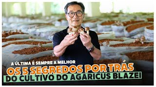 🍄 Mais CINCO segredos do cogumelo Agaricus blazei que muita gente não sabe [upl. by Lowe332]