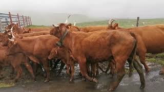 Transhumance au Puy Violent  Cantal 2024 sous la pluie avec le sourire 😁 [upl. by Naihr]