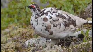 Rock Ptarmigan in Iceland [upl. by Ellehcrad656]