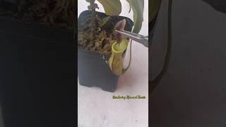 Feeding my Nepenthes a slug 🐌 nepenthesplant pitcherplants carnivorousplants nepenthes [upl. by Marrin]