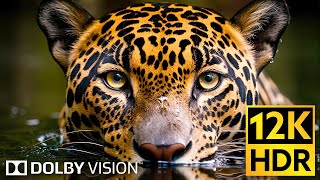 Dolby Vision 🌿 Wildlife 12K HDR 120fps in 2024 EXTREME COLORS [upl. by Sherurd]