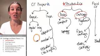 Bone  Cartilage 1 Introduction [upl. by Claudetta]