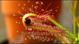 Meet carnivorous Drosera aka Sundews  Yum Yum [upl. by Elyrrad]