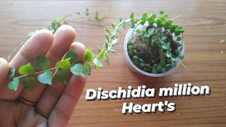 Dischidia Million heartsDischidia million hearts repottingd and carepotting mix [upl. by Assiled]