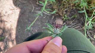 Chaparral Invasive Maltese Starthistle Centaurea melitensis [upl. by Erfert]