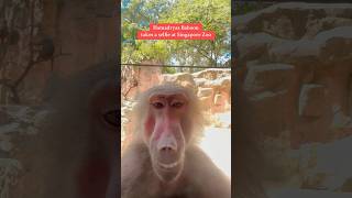 Hamadryas Baboon  Singapore Zoo Singapore [upl. by Gusti173]