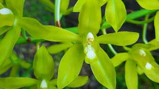 Grammatophyllum scriptum var citrinum Hihimanu orchid care [upl. by Halilad]