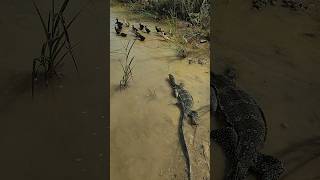 Amazing Komodo Dragon wants to eat ducklingsshorts [upl. by Enylorac]