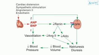 atrial natriuretic peptide [upl. by Wina531]