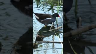 Common Moorhen [upl. by Lexa]