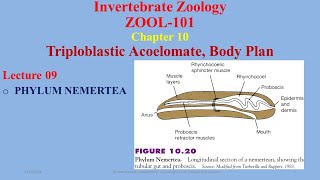 Phylum Nemertea Nemerteans Proboscis Worms [upl. by Nageam]