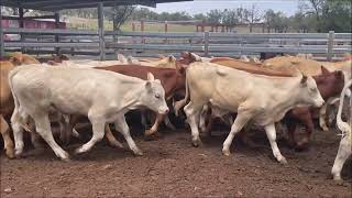 Glandore steers [upl. by Sheri]