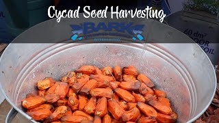 Cycad Seed Harvesting [upl. by Ecnarolf]