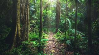 Sustainable Management of Tropical Rainforests  AQA GCSE 91 Geography [upl. by Notyep]