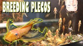 How to Raise and Breed Bristlenose Plecos with Master Breeder [upl. by Lucey]