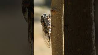 Class Insecta 985421  Insects amp Cicadas Superfamily Cicadoidea  Observed in Description [upl. by Eissen]