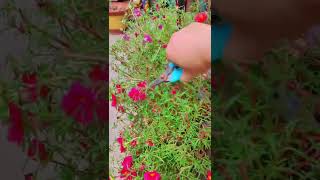 Pruning portulaca flower shortvideo howtogrowportulaca floweringplant gardenflower flowers [upl. by Annoirb]