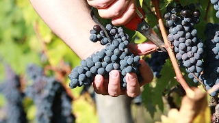 Vendemmia 2016 Brunello di Montalcino [upl. by Marx]