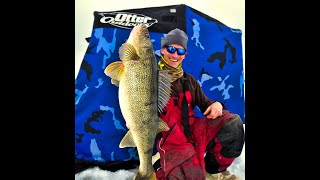 Giant 13lb Walleye caught Ice Fishing Chaumont Bay NY [upl. by Gnol]