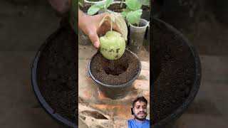 Farming kaise karte hain mango fruiting gardening plants fruit farming shortsvideo shorts [upl. by Sitoel]