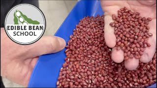 Edible Bean School Finding a fit for adzuki beans [upl. by Eberhard887]