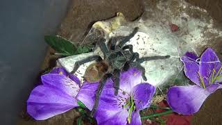 Occamy new house and nom  Chromatopelma cyaneopubescens GBB [upl. by Ludlow]