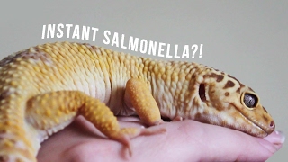 WHICH PETS CARRY SALMONELLA [upl. by Tunnell990]