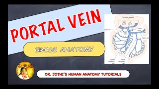 PORTAL VEIN  GROSS ANATOMY  ENGLISHTAMIL [upl. by Ayekel]