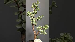 Crassula Portulacaria afra Variegata [upl. by Xeno]