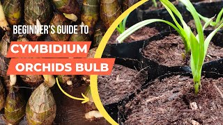 Bulb cymbidium orchids ll How To transplant cymbidium orchids bulbs ll [upl. by Stephannie]