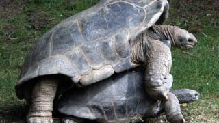 Giant Tortoise Coitus [upl. by Groeg]