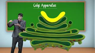 Structure of Golgi Apparatus  Cell The Unit of Life  Class 11 Biology [upl. by Aradnahc]