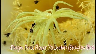 Dragon Fruit Flower POLLiNATORS STiNGLESS BEES [upl. by Yanehs]