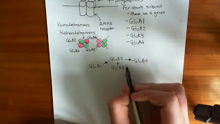 AMPA Receptors Part 1 [upl. by Nosraep]