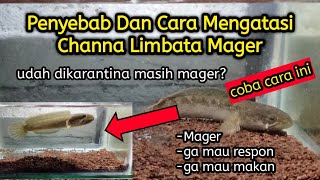 Cara Mengatasi Channa Limbata Mager  Penyebab amp Solusinya [upl. by Brotherson76]