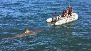 Great white shark interrupts police operation in South Australia [upl. by Toms]