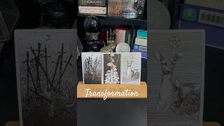 Transformation Three card Timeless Tarot Card Reading [upl. by Wilscam852]