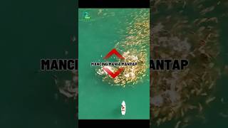 Mancing mania mantap fishing mancing ikan mancingmania shorts viralvideo [upl. by Ynoble]