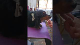 Long haired Dachshund grooming dogbathing doglover [upl. by Garnett]