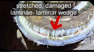 Trimming a chronic foundered hoof Horse hoof trim How to trim a horse with laminitis hoof [upl. by Tait328]