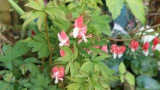 Lamprocapnos  Dicentra spectabilis Bleeding Heart quotValentinequotStrange flowers on a plant for shade [upl. by Bergh]