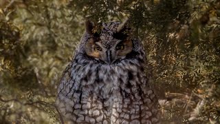 Maine Owls Great Horned Snowy Shorteared  Northern Hawk  Eastern ScreechOwl Long Eared Owls [upl. by Anitsim]