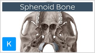 Sphenoid Bone  Definition Location amp Function  Human Anatomy  Kenhub [upl. by Fahey]