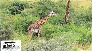 Best Kenya Luxury Safaris [upl. by Anassor45]