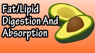 Fat Lipid Digestion And Absorption  How Are Fats Lipids Digested And Absorbed [upl. by Nivad]