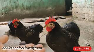 Cochin bantum West Bengal poltryfarm murgi farm business polti murgi farm hen dairyfarm birds [upl. by Edmanda]