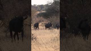 Afrika😃 Auf Jagd in Namibia jagd wildlife hunting afrika gnou impala [upl. by Nyllaf]