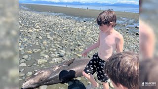 Kid finds dead shark washed up on BC beach [upl. by Ibocaj]